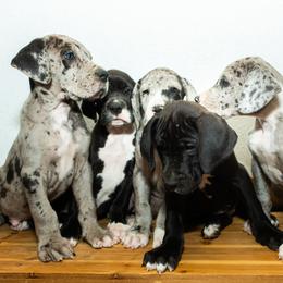 Great Dane Puppies from 5T Danes