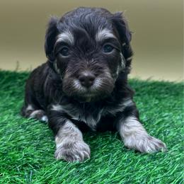 Butterscotch - Chocolate male Havanese puppy in Hendersonville, North Carolina from Kim's Cove