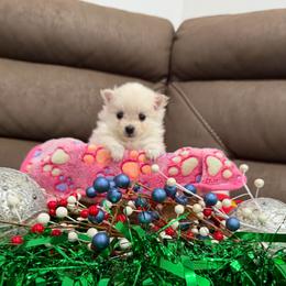 Girl2 - Cream female Pomeranian puppy in Los Angeles, Santa Clarita, California from LT_Poms