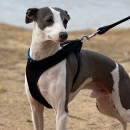 Italian Greyhounds from Italian Greyhounds of Frisco