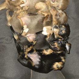 Dachshund Puppies from Mel's LowRider Ranch