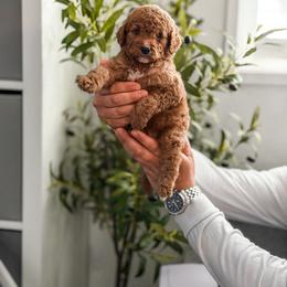 Goldendoodle Puppies from Dream Doodles in Spokane WA