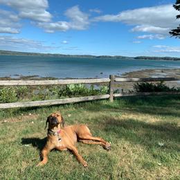 Rhodesian Ridgeback and Xoloitzcuintli All Grown Up from Venus Rhodesian Ridgebacks