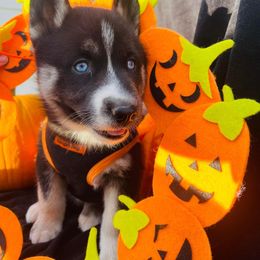 Siberian Husky Puppies from Siberian Huskies-Beckham the Great