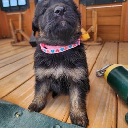 Lylla - Black and red female German Shepherd puppy in Los Lunas, New Mexico from Mali's German Shepherds