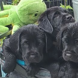 Labrador Retriever Puppies from Labs4Ever Labradors