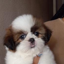 Shih Tzu and Yorkshire Terrier Puppies from Thorntons Fur Crew