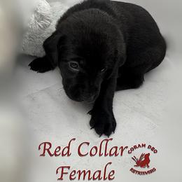 Red Collar Female - Black female Labrador Retriever puppy in Greater Houston Area, Texas from Coram Deo Retrievers