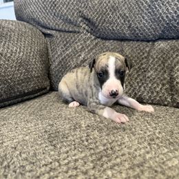 Boy 3 - Whippet puppy in Chatfield, Minnesota from Devlynn Whippets