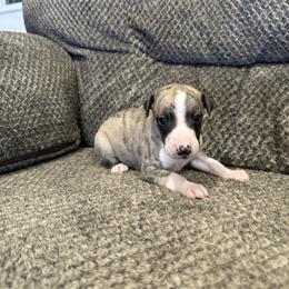 Boy 3 - Whippet puppy in Chatfield, Minnesota from Devlynn Whippets