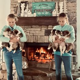 Shetland Sheepdog Puppies from Chas Petersen