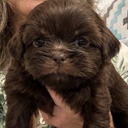 Blaise - Chocolate male Shih Tzu puppy in Tallahassee, Florida from Bows and Bow Ties