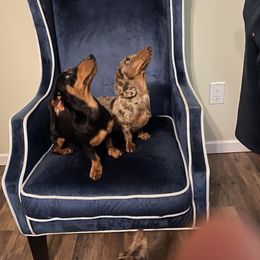 Dachshund Puppies from Jones Royal Kennels