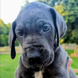 Gerard - Blue male Great Dane puppy in Princeton, Indiana from Phantasm Farms