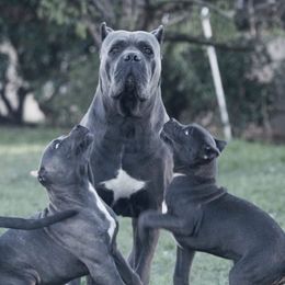 Ace - Cane Corso