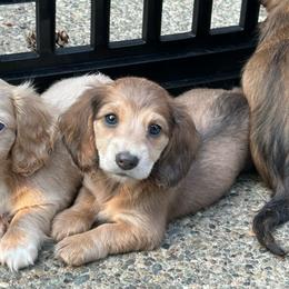 Blue Shaded Cream Girl - Gray (blue) and cream female Dachshund puppy in Belfair, Washington from CreekSide Mini Doxies