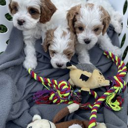 Cavapoo Puppies from Ellas.Pups