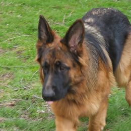 Skye - German Shepherd