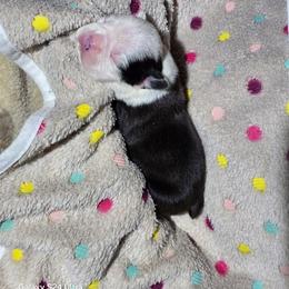 Rhea Ripley - Black brindle and white female Boston Terrier puppy in Millers Creek, North Carolina from Tumbling Shoals Hilltop Bostons