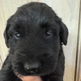 Boy 1 - Black male Giant Schnauzer puppy in North Royalton, Ohio from Mandy’s Giant Schnauzers