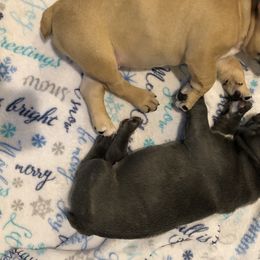 French Bulldog Puppies from Roughneck Frenchies