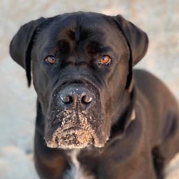Cane Corso from Keystone Cane Corso