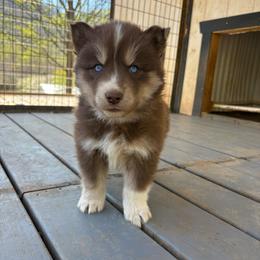 White - Red and white female Siberian Husky puppy in Jonesborough, Tennessee from Dry Creek Siberians