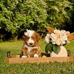 White girl - Red female Bernedoodle puppy in Silver Creek, Georgia from Sweet Georgia Doodles