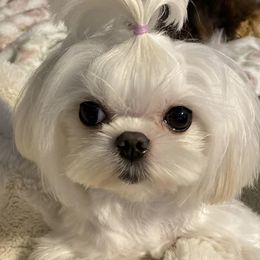 Mal-Shis and Maltese from Maltese Madness by Shannon Smith