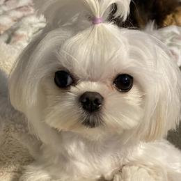 Mal-Shis and Maltese from Maltese Madness by Shannon Smith