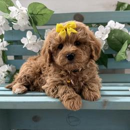 Jan - Red  female Goldendoodle puppy in Huntington, Utah from Krispydoodle