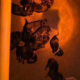 Girl 3 - Black and tan female Rottweiler puppy in Stanton, Kentucky from Vom Hause Alistair
