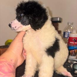 Leo - Parti male Poodle puppy in Toledo, Ohio from Exquisite Dalmatians & Standard Poodles