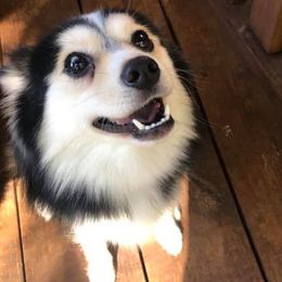 Pomskies from Wise Little Huskies