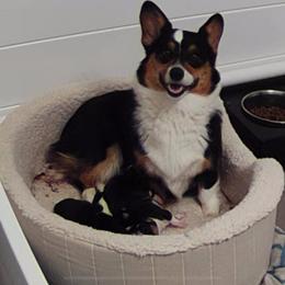 Storm - Pembroke Welsh Corgi