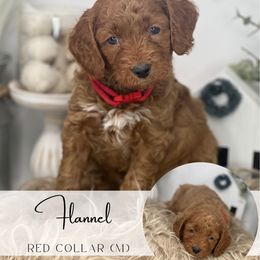 FLANNEL - Red  male Goldendoodle puppy in Watertown, New York from True Friend Doodles