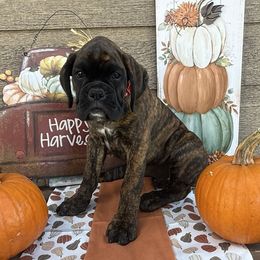 Mr. Red Biggie - Brindle male Boxer puppy in Stevensville, Montana from The Holistic Boxer
