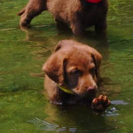 Chesapeake Bay Retriever Puppies from Whiskey Creek Chesapeakes