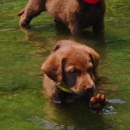 Chesapeake Bay Retriever Puppies from Whiskey Creek Chesapeakes