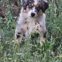 Tinkerbell - Blue merle female Miniature American Shepherd puppy in Wheatland, Wyoming from Jorvik Australian Shepherds