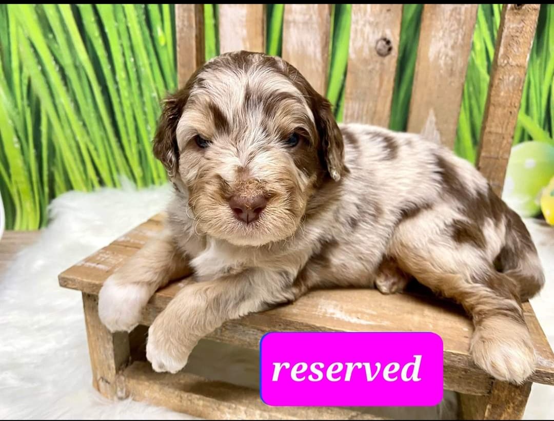 Aussiedoodle Puppies from Branch Creek Aussies and Doodles