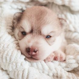 Penny - Sable and white female Siberian Husky puppy in Bly, Oregon from Hill Top Huskies