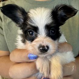 Nikolai - White black and tan male Papillon puppy in Boardman, Ohio from Taliaferro Kennel