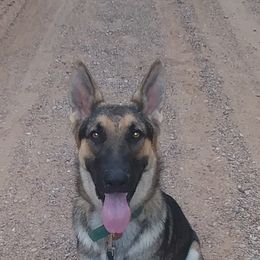 German Shepherd Puppies from Juanita's German Shepherd Dogs
