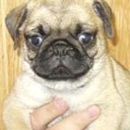 French Bulldog and Pug Puppies from Lyons Pride Pups