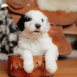 Party - Black and white female Sheepadoodle puppy in Vernonia, Oregon from Life Unleashed Farm