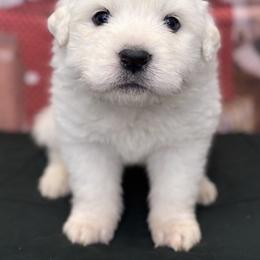 Pink Girl - White female Great Pyrenees puppy in Elfrida, Arizona from Outlaw Acres Farm & Kennels