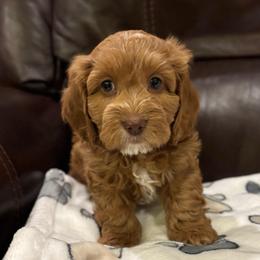 McGEE - Red and white male Cockapoo puppy in Bristow, Oklahoma from 10-Acre Woods Cockapoos