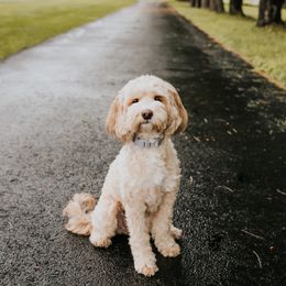 Iris - Cockapoo
