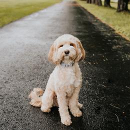 Iris - Cockapoo